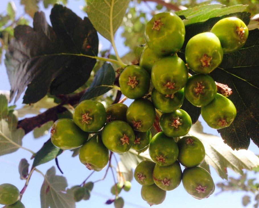 Боярышник азароль