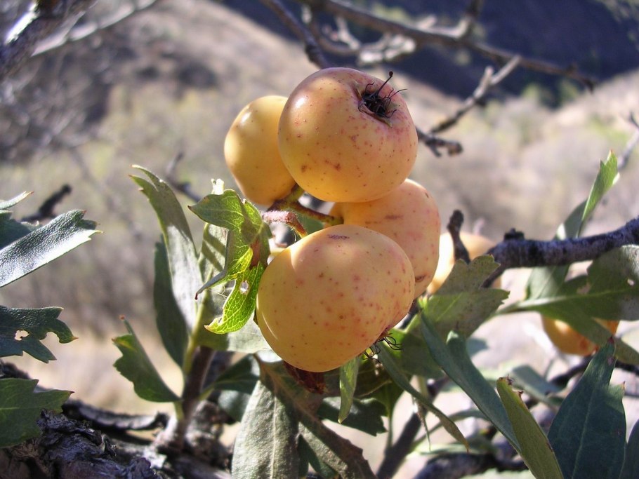 Боярка Понтийский