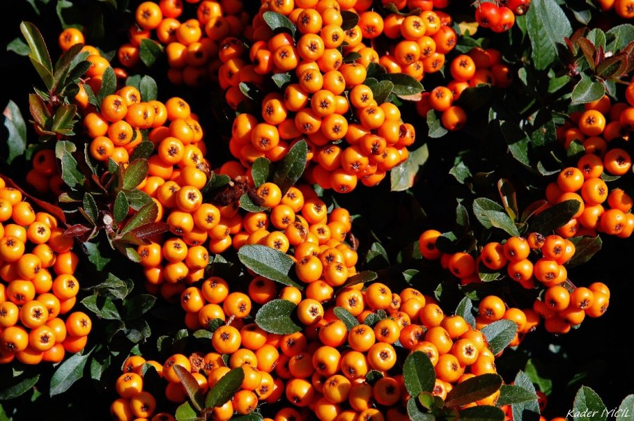 Боярка ягода Таджикистан