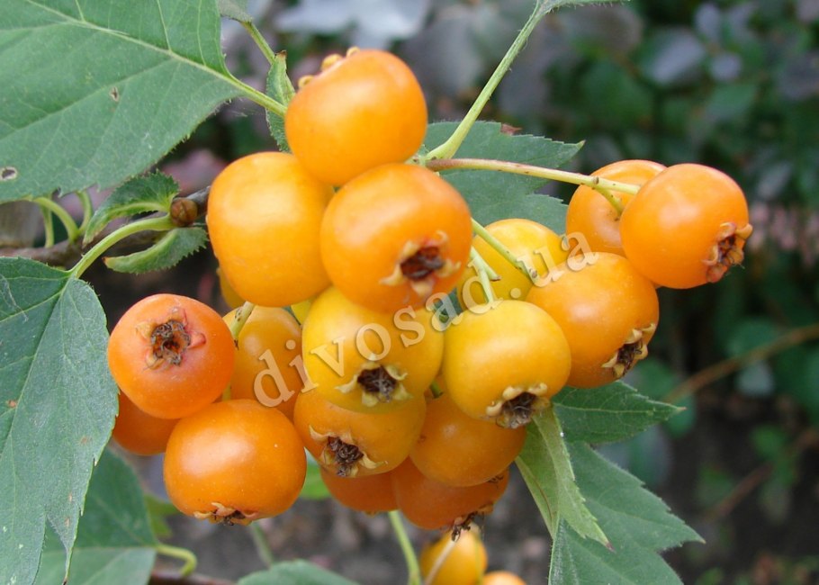 Боярышник азароль