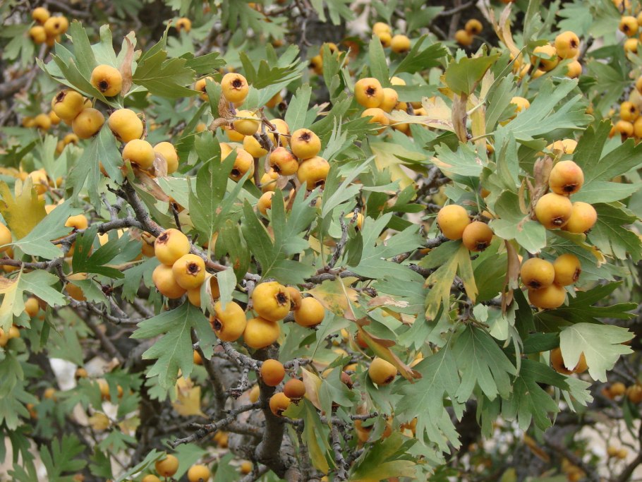 Дулана Дулана