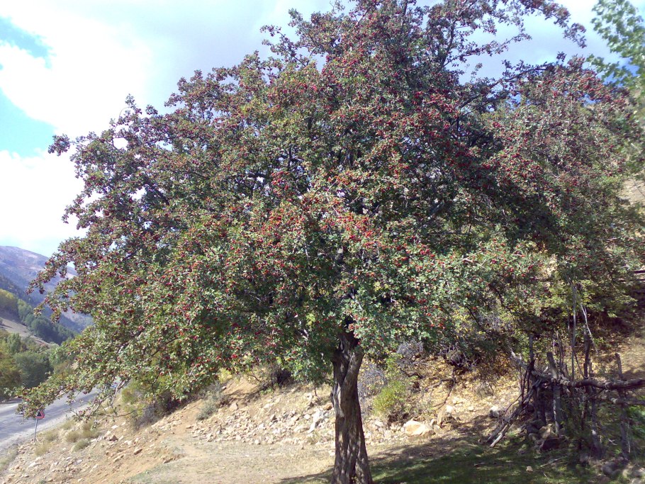 Дулана Дулана