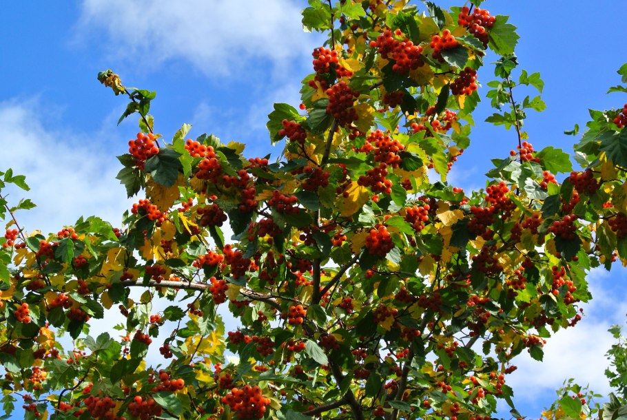 Боярышник Сибирский Crataegus sanguinea