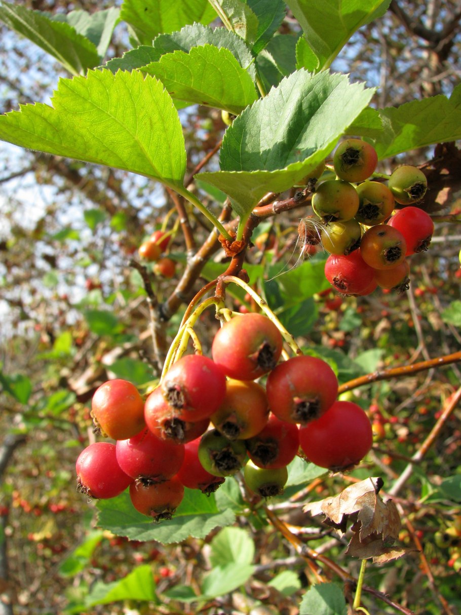 Crataegus monogyna variegata