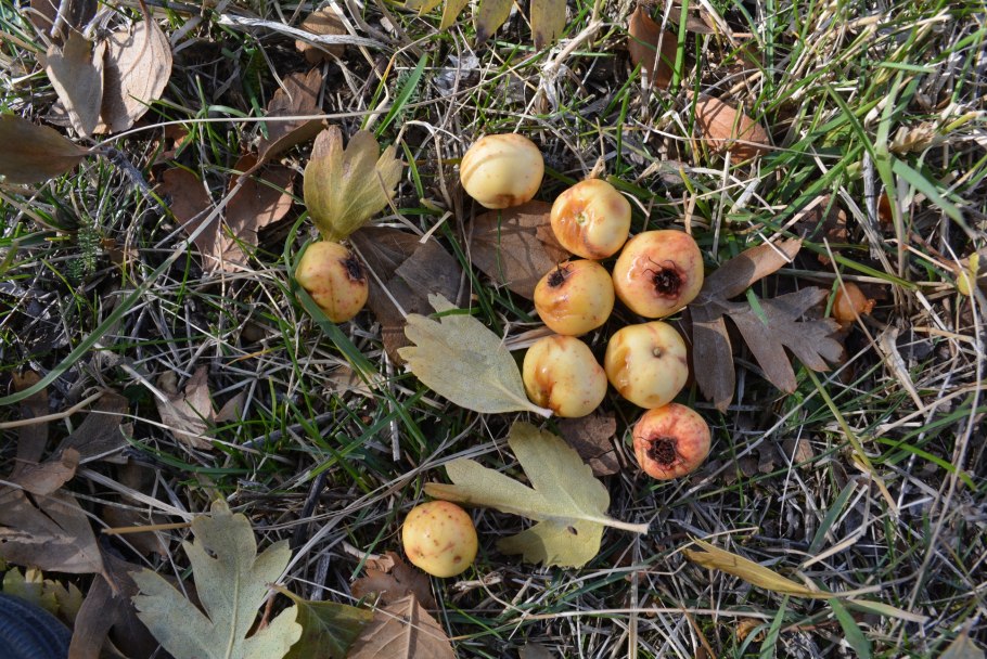 Crataegus submollis дерево