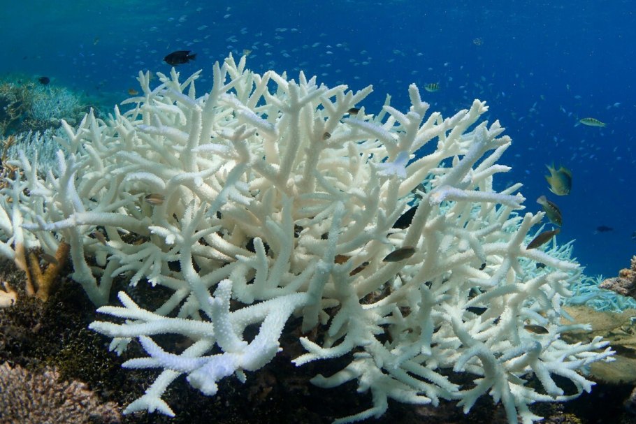 Коралловые полипы (Anthozoa)