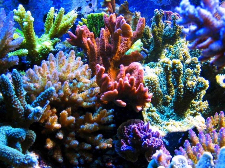 Коралловые полипы (Anthozoa)