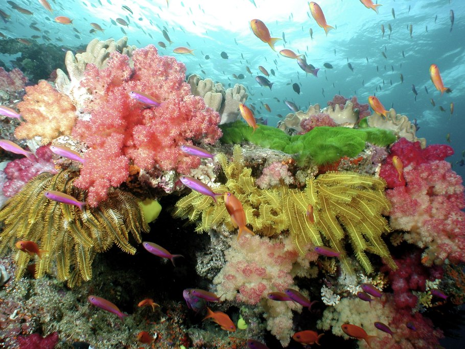Gorgonian коралл