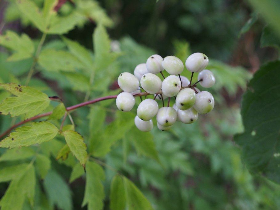 Воронец красноплодный - Actaea erythrocarpa Fisch.