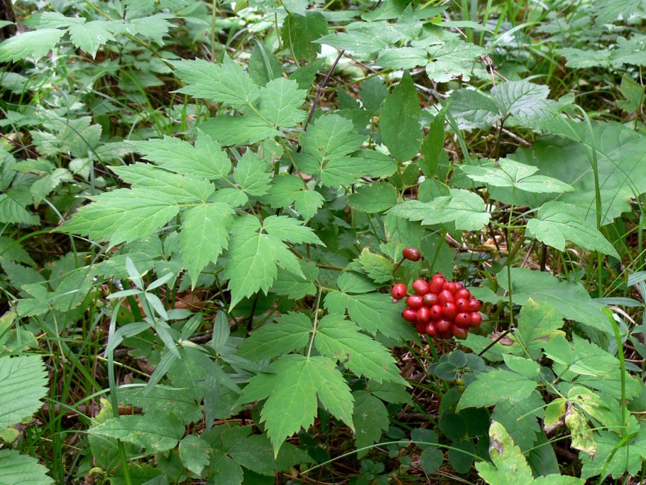 . Воронец красноплодный. Actaea erythrocarpa