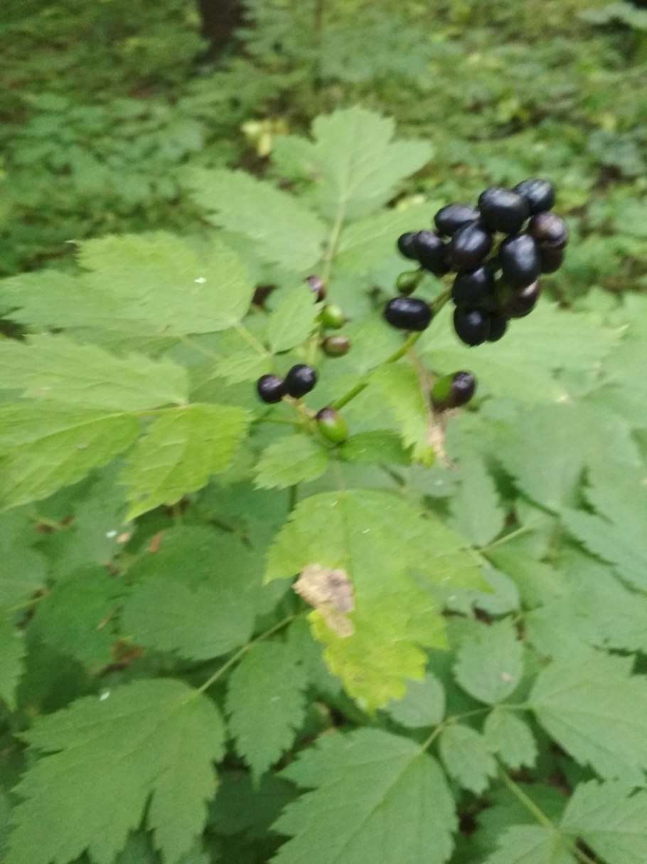 . Воронец красноплодный. Actaea erythrocarpa