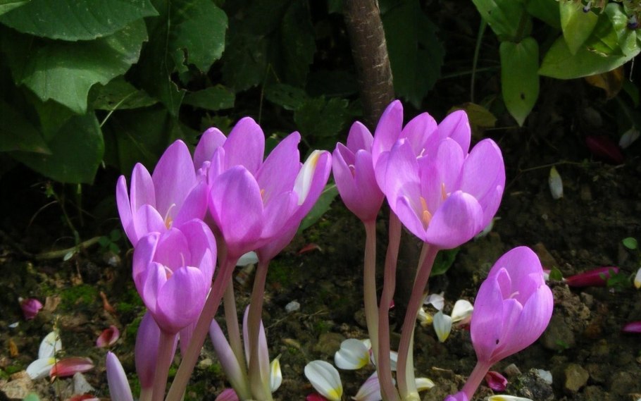 Безвременник осенний Colchicum autumnale