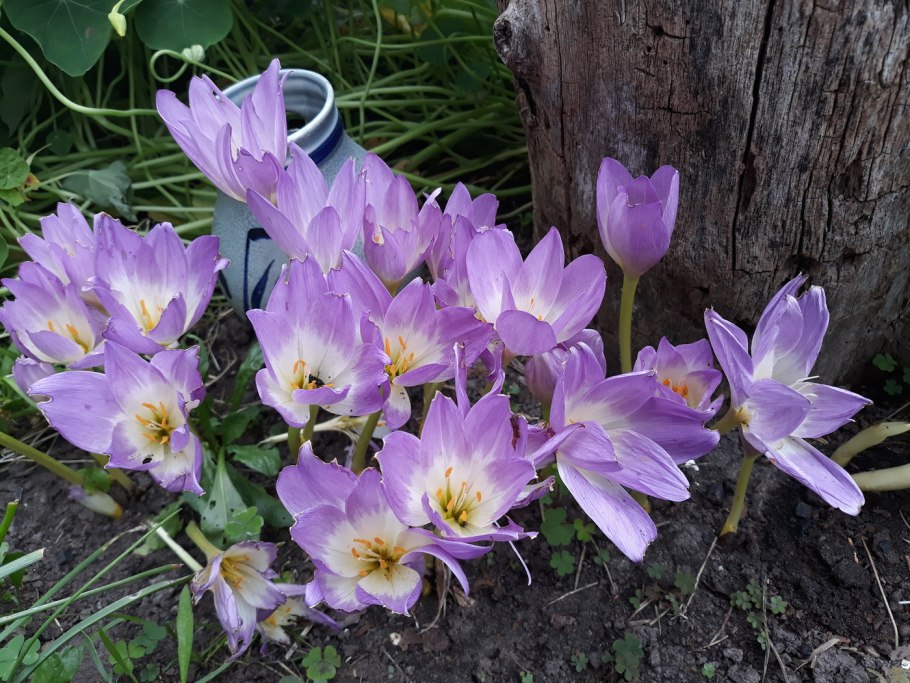 Безвременник осенний Colchicum autumnale
