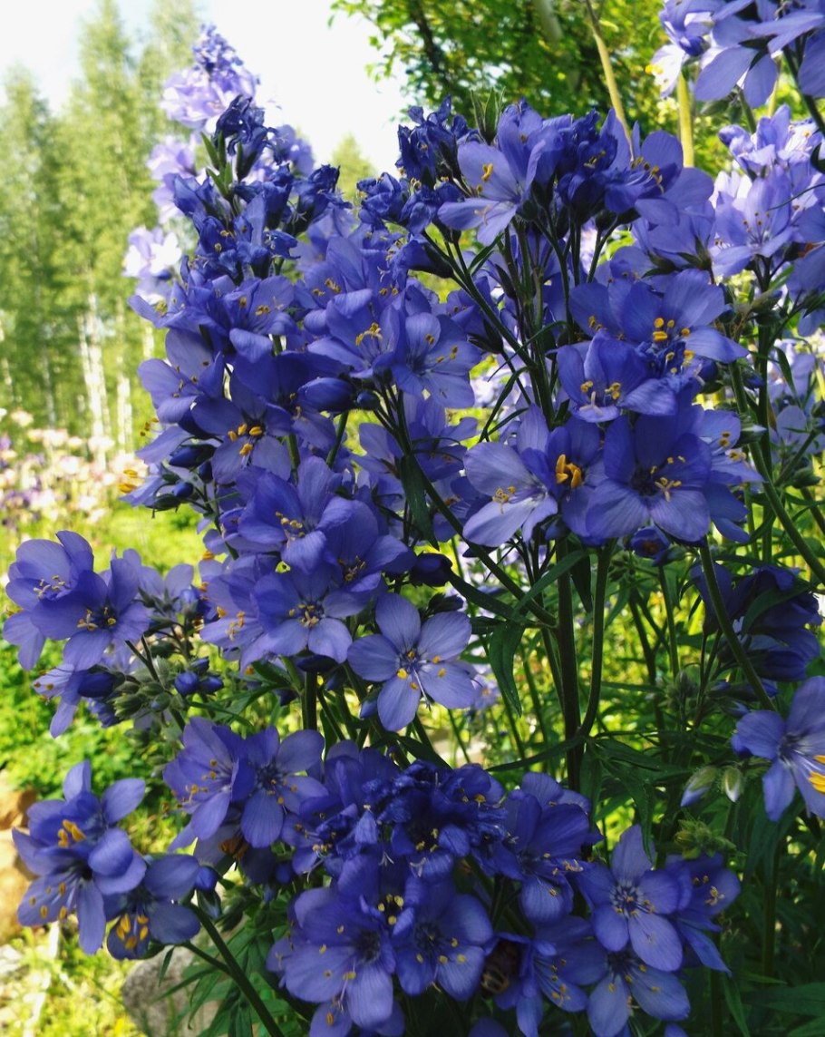 Синюха голубая (Polemonium caeruleum)