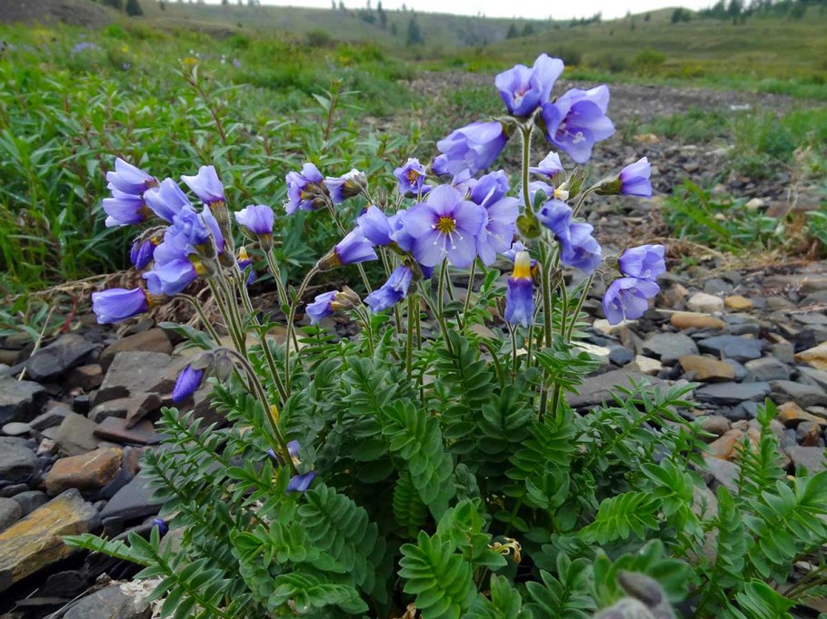 Синюха (Polemonium)
