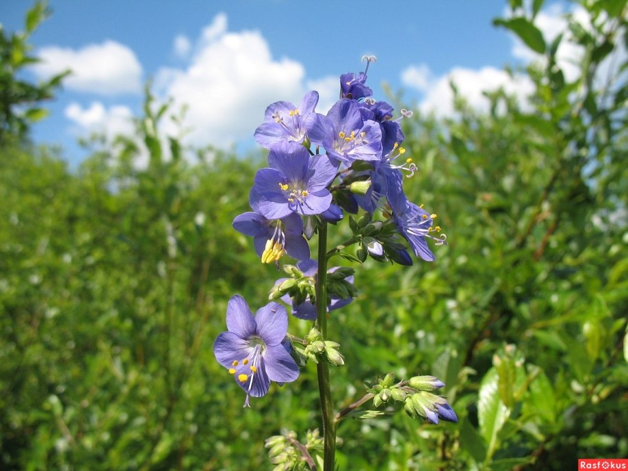 Синюха Полевая