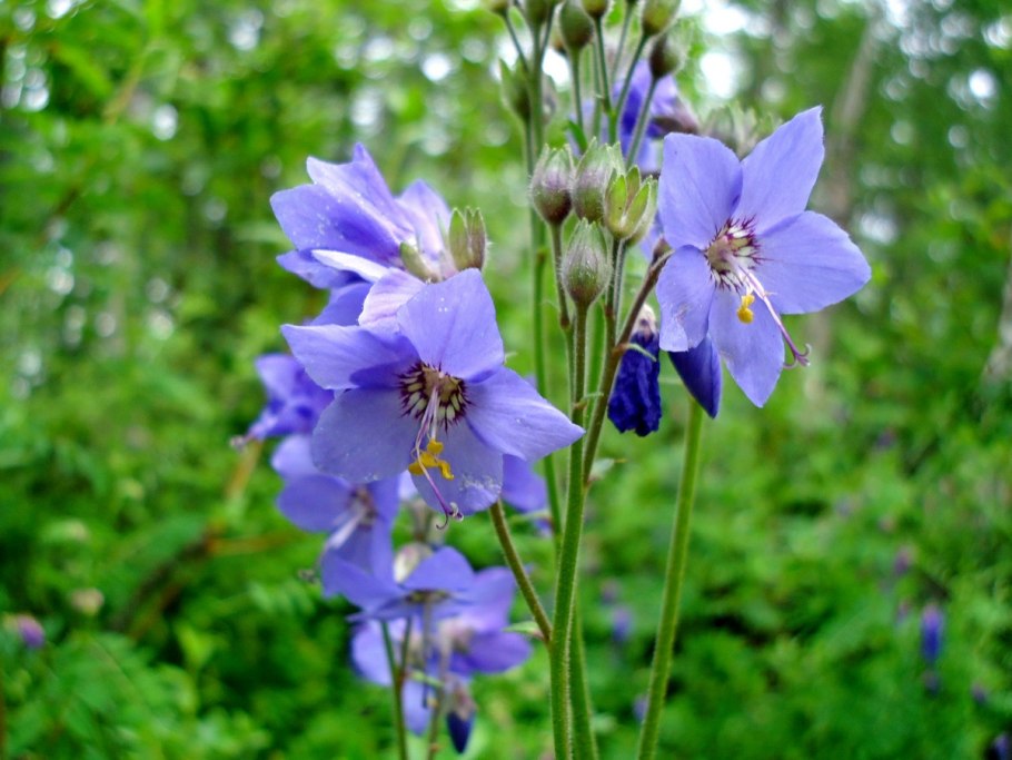 Растение Синюха голубая