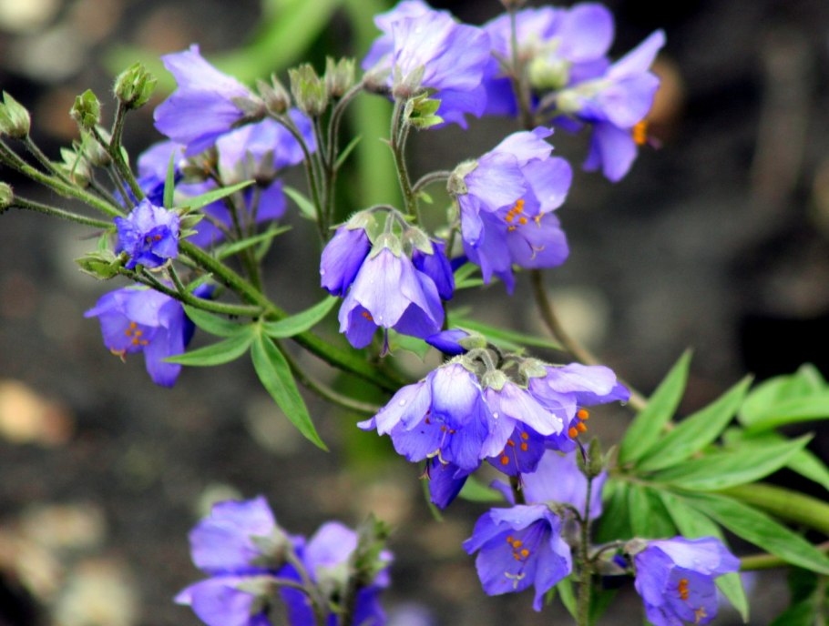 Синюха голубая (Polemonium caeruleum)