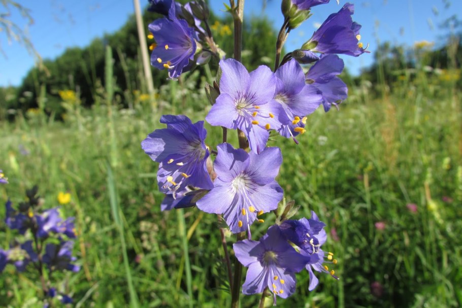 Синюха голубая — Polemonium coeruleum l.