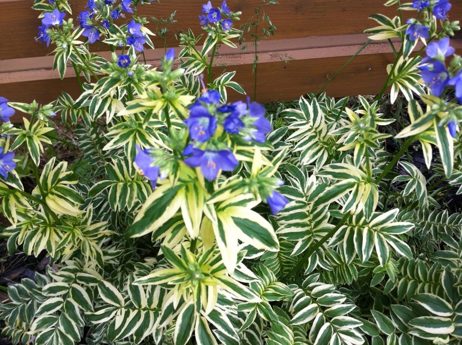 Синюха остролепестная