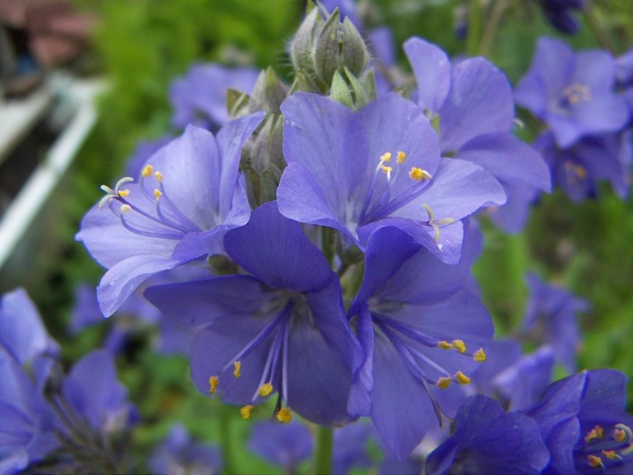 Синюха голубая на клумбе