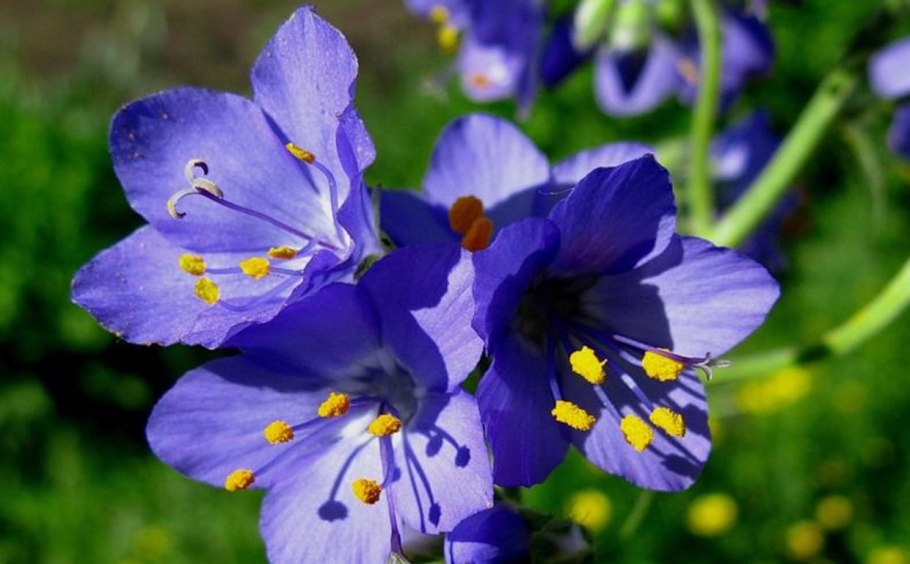 Синюха Polemonium caeruleum