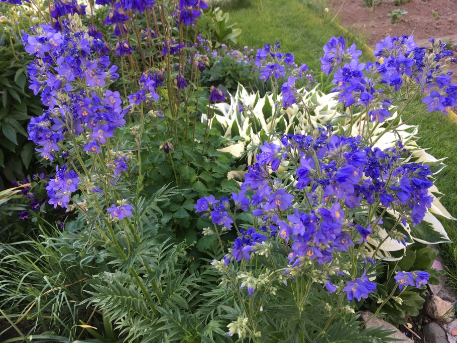 Синюха голубая (Polemonium caeruleum)