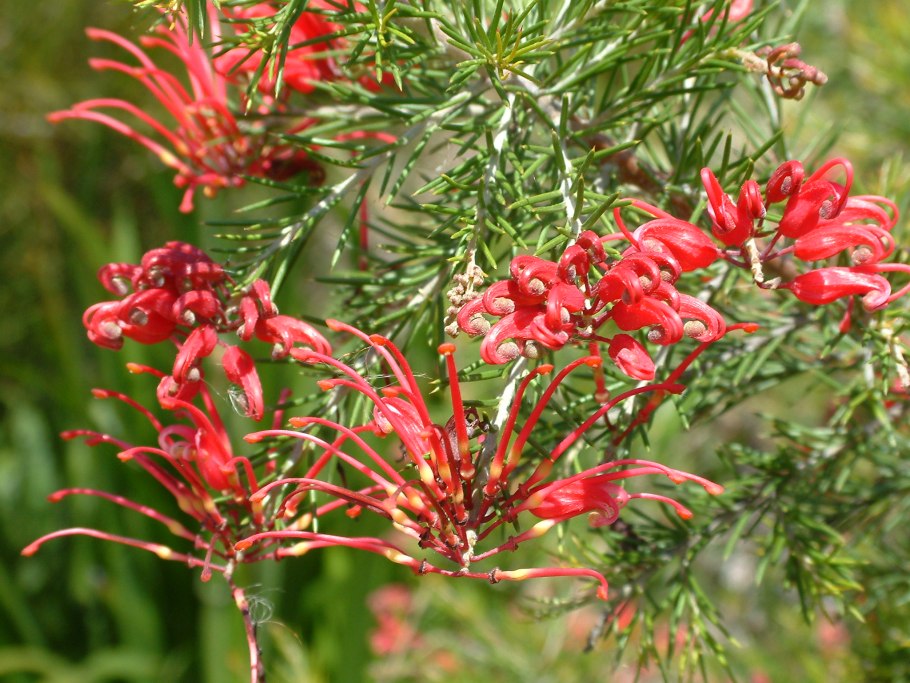 Розмаринолистная (Grevillea rosmarinifolia).