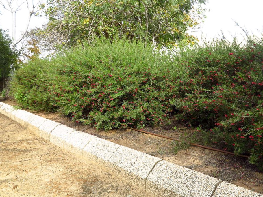 Гревиллея розмаринолистная фото