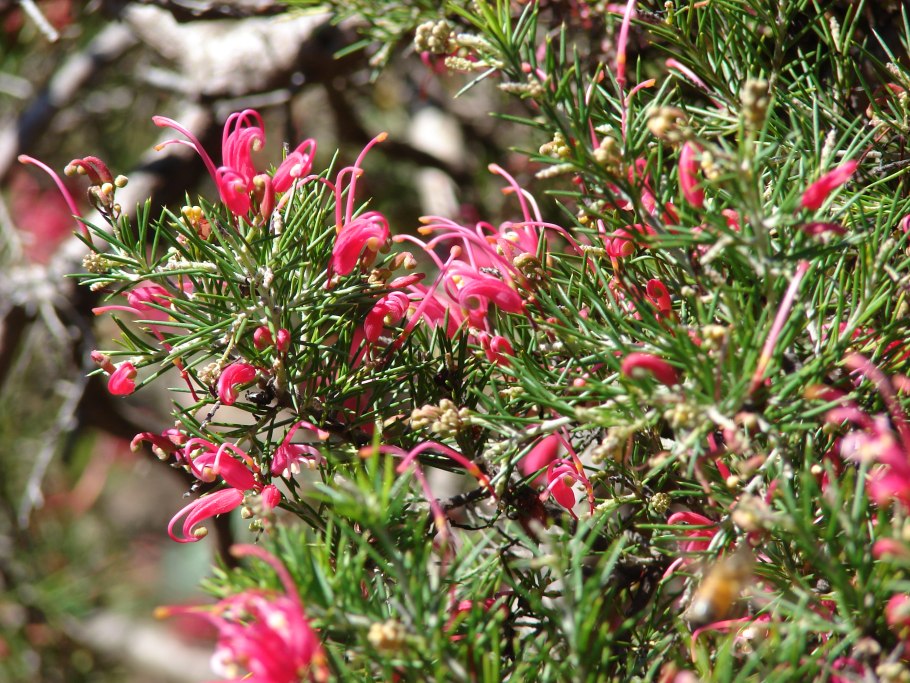 Гревиллея (Grevillea)