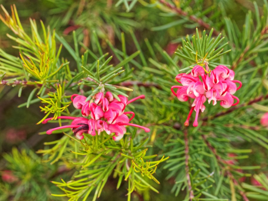 Grevillea juniperina -Гревиллея можжевеловая