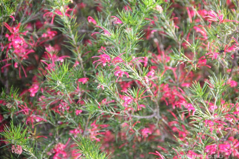 Гревиллея розмарина- Лиственная