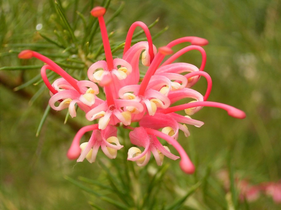 Гревиллея розмаринолистная - Grevillea rosmarinifolia