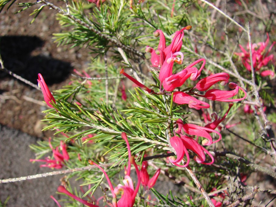 Гревиллея розмаринолистная в открытом грунте