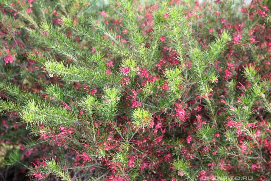 Гревиллея можжевельниковая