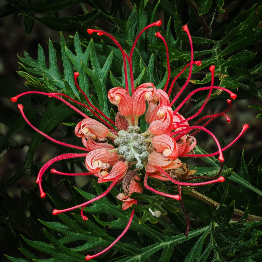 Гревиллея buxifolia