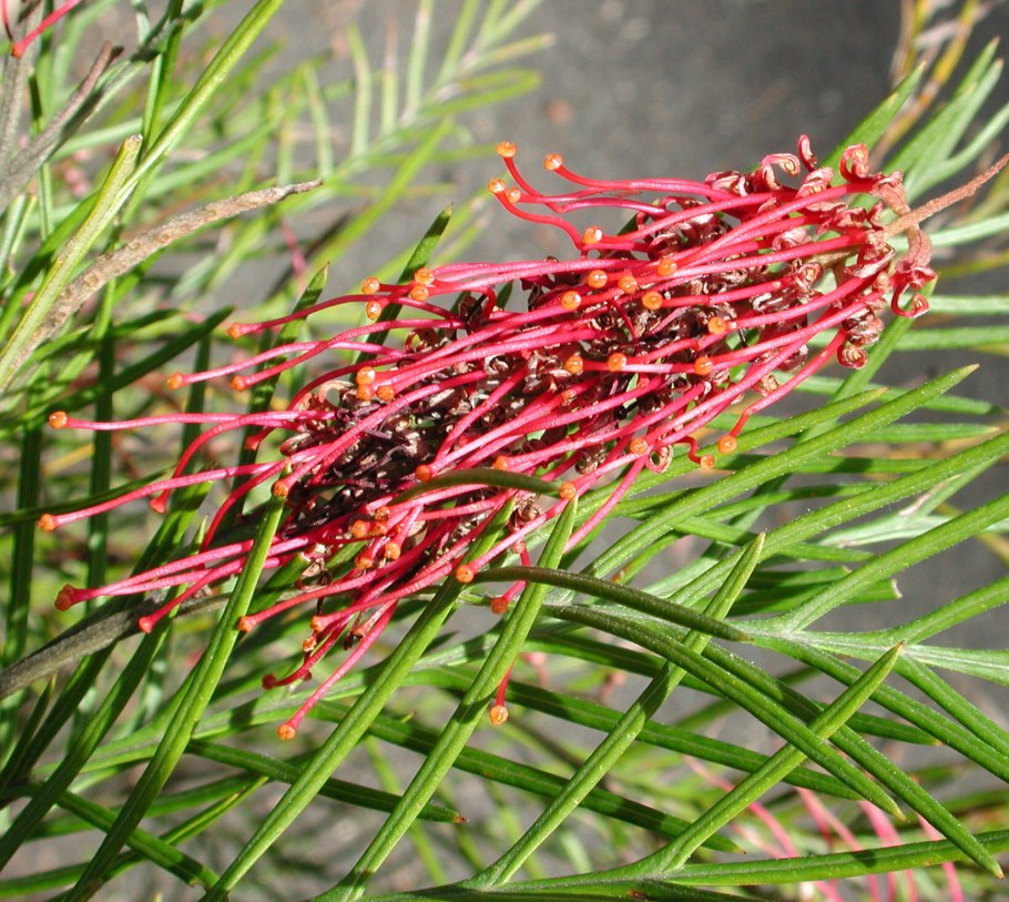Grevillea juniperina -Гревиллея можжевеловая