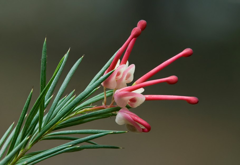 Гревиллея розмаринолистная - Grevillea rosmarinifolia