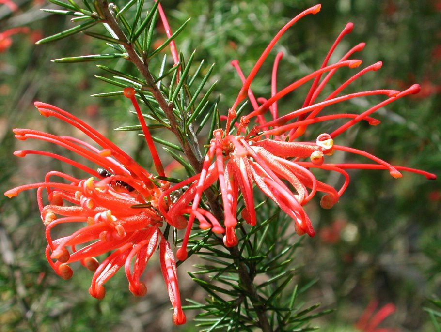 Гревиллея (Grevillea)