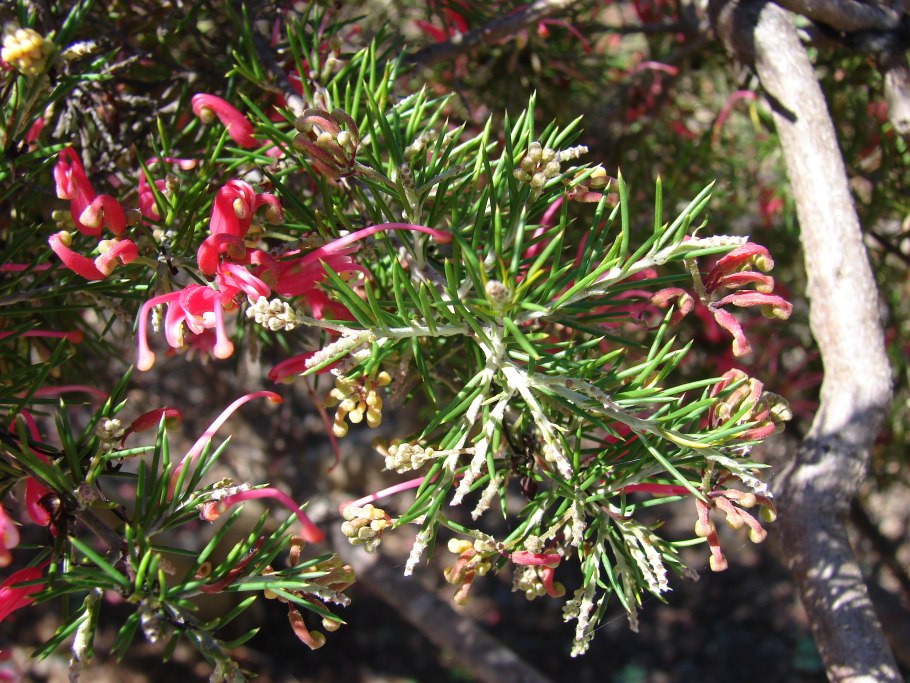 Гривелерия розмаринистая
