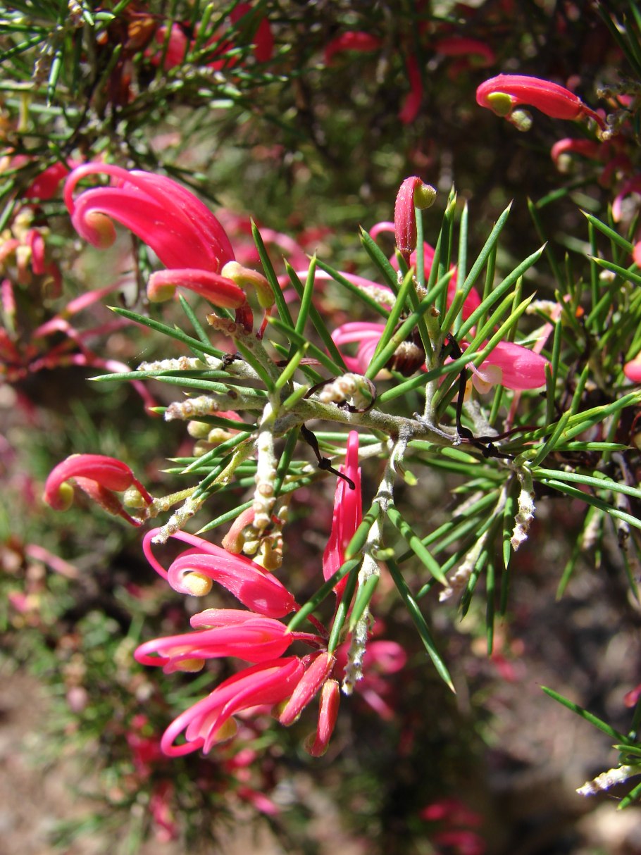 Гревиллея Бенкса