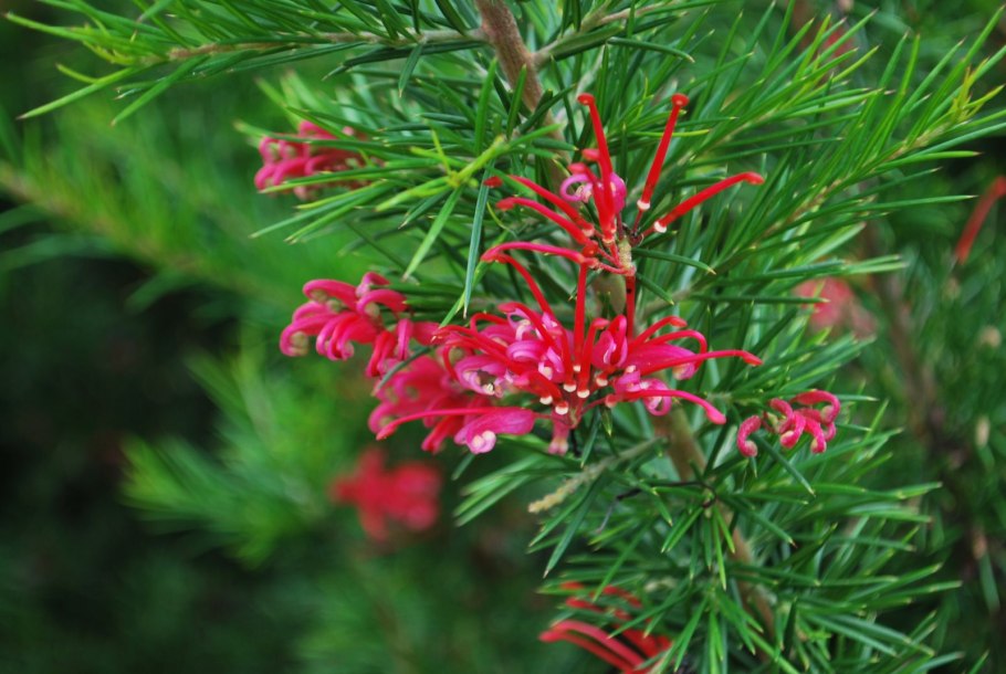 Гревиллея розмарина- Лиственная