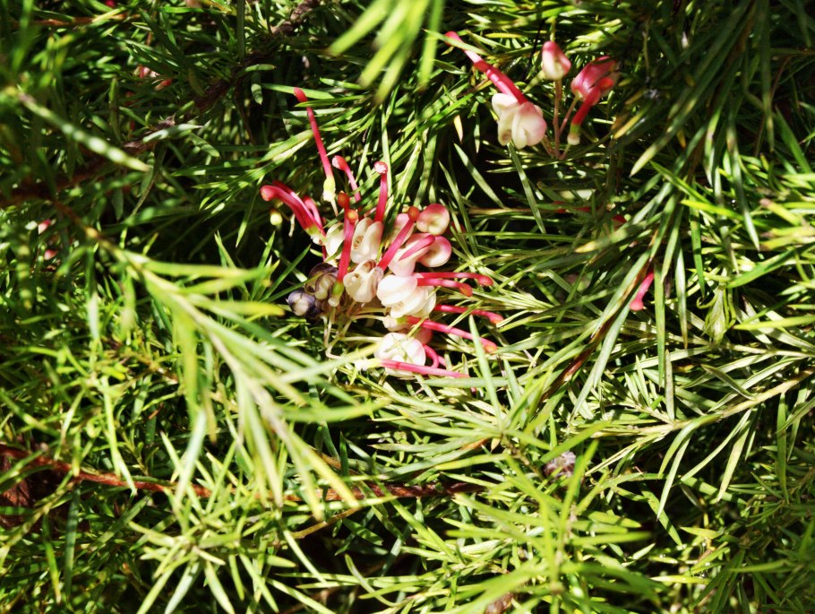 Grevillea juniperina