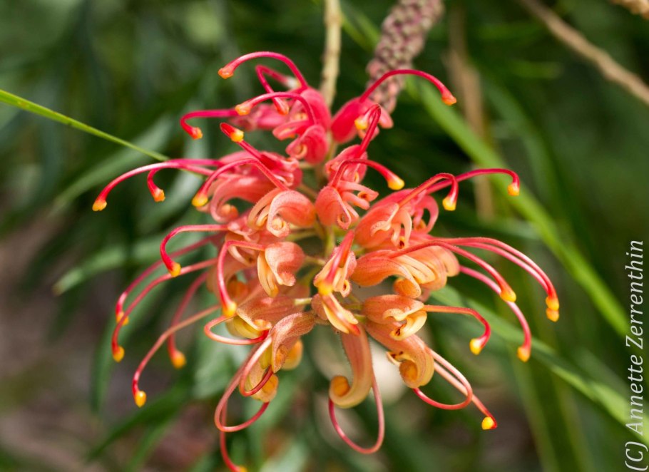 Гревиллея Джонсона