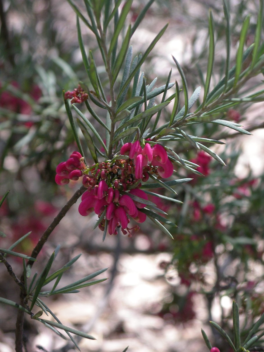 Гревиллея можжевеловая