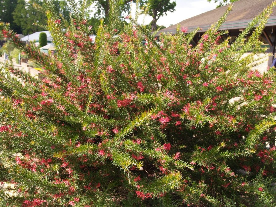 Гревиллея розмаринолистная куст