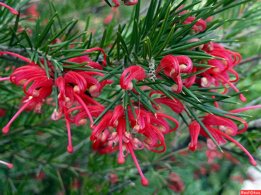 Листья Гревиллея