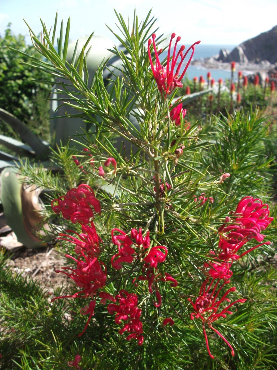 Розмаринолистная (Grevillea rosmarinifolia).