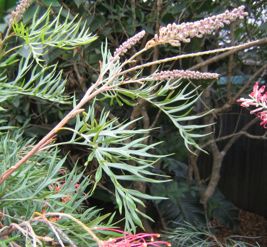 Гревиллея (Grevillea)