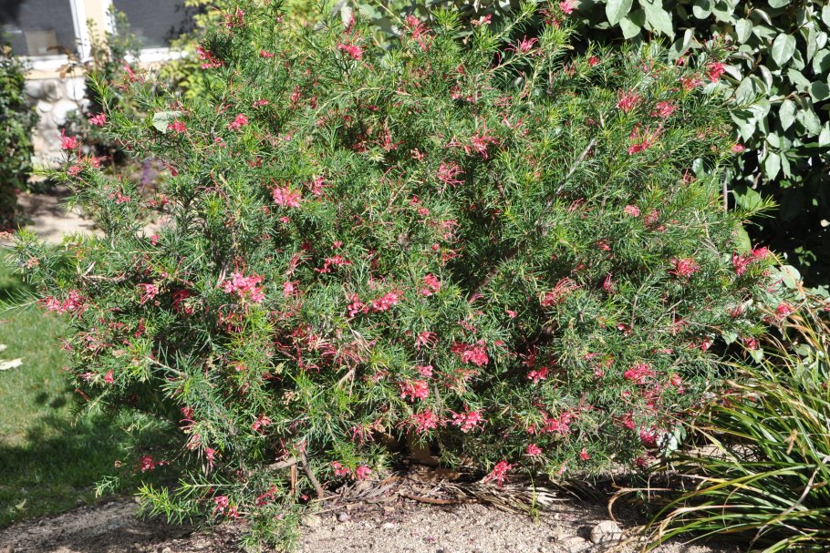 Гревиллея розмаринолистная в открытом грунте